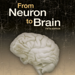 از نورون به مغز